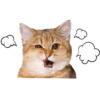 Gatitos 5
