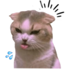 Gatitos 7