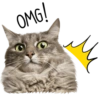 Gatitos 8
