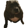 Sigma pack 6