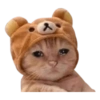 Gatitos 6