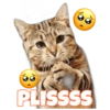 Gatitos 13