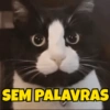 Polêmicas 15
