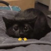 Nessitalamasprolol 7