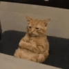Nessitalamasprolol 12