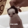 Nessitalamasprolol 5