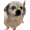 Pack Ninoco 8