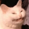 Cat meme 6
