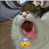Poki 9