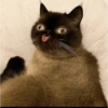 Cat meme 8