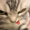 Cat meme 15