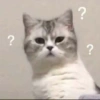 Cat meme 10
