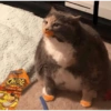 Cat meme 11