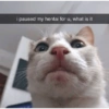 Cat meme 17