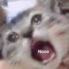 Cat meme 16