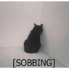 Cat meme 19