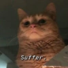 Cat meme 20