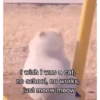 Cat meme 21