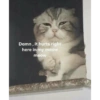 Cat meme 18