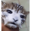 Cat meme 14