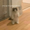 Cat meme 12