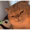Cat meme 22
