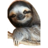Perezosos 24
