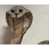 .:(). 6