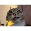 Ohyeah 11