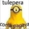 Figu boa 17
