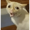 Ohyeah 18