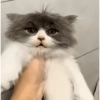 Porque julgas? 17