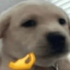 ???? 16
