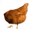 Tebak tebakan 9