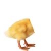 Tebak tebakan 13