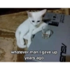 Cat meme 25
